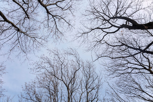 Ramas desnudas de árboles contra un cielo gris sombrío. Tristeza y soledad. De cerca.