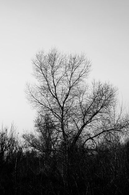 Ramas desnudas del gran árbol en invierno