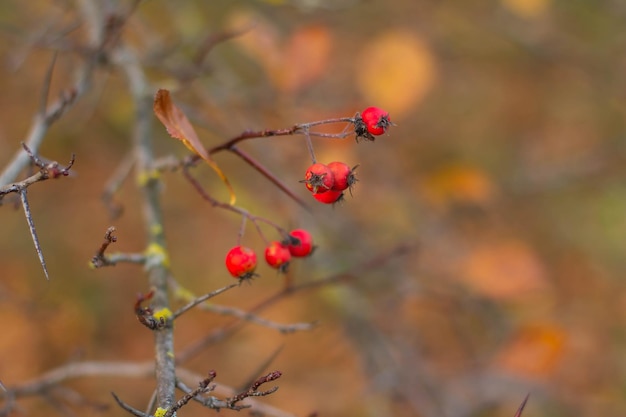 Ramas desnudas de uvas con bayas rojas maduras