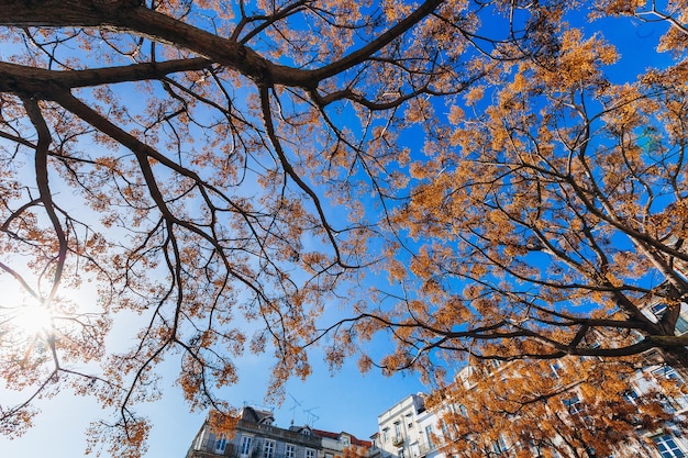 Las ramas de dos árboles se entrelazan entre sí en el fondo del cielo azul