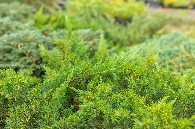 Foto ramas de enebro joven verde de cerca fondo con ramas de enebro día soleado naturaleza papel tapiz