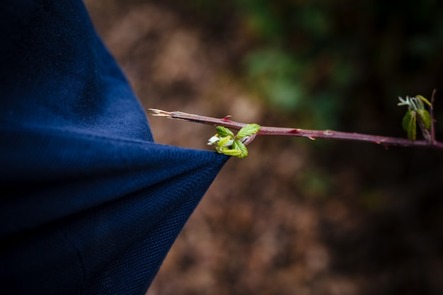 Ramas con espinas.