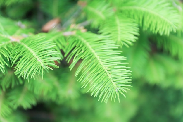 Ramas espinosas verdes de abeto o pino de cerca