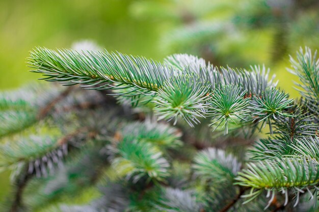 Ramas espinosas verdes de un árbol de pieles o pino.