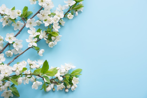 Foto ramas de flor blanca de primavera en azul.