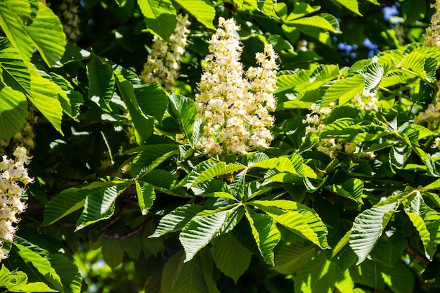 Foto ramas en flor del castaño aesculus hippocastanum