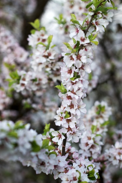 Ramas de flor de cerezo silvestre, concepto de primavera.