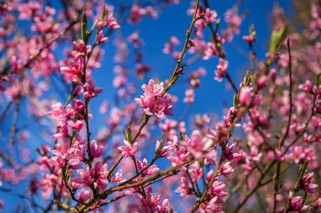 Ramas de flor de durazno rosa