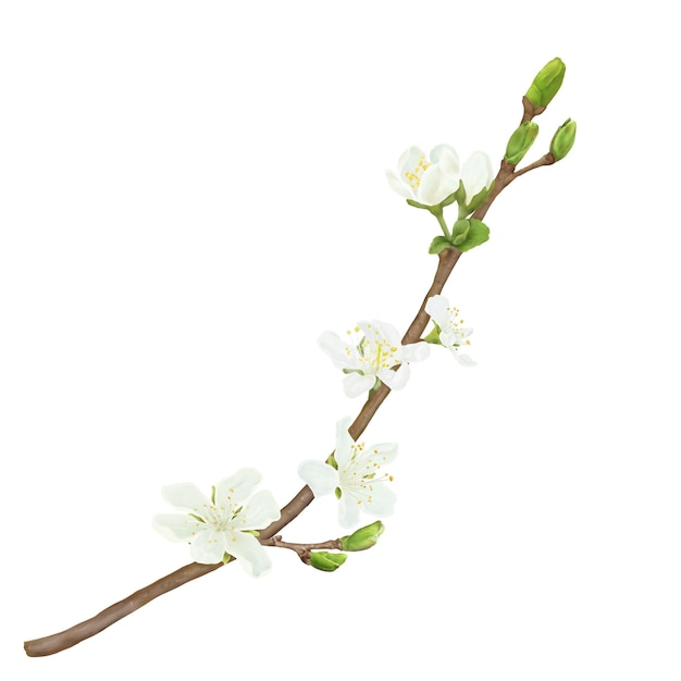 Ramas en flor de manzanos y cerezos con hojas verdes Ilustración digital en acuarela