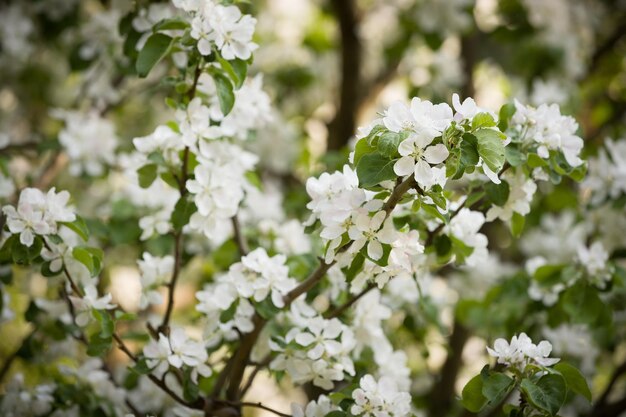 Ramas de flor de primavera de un manzano floreciente sobre fondo de cielo