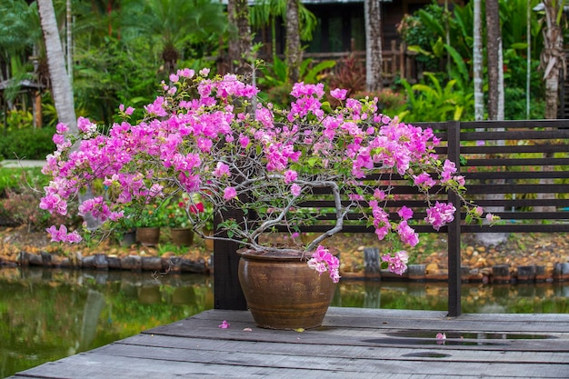 Ramas de un floreciente árbol de flores rosas en un jarrón de arcilla sobre una terraza de madera en un jardín tropical cerca del estanque Tailandia