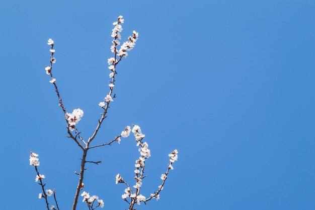 Ramas florecientes de albaricoque en el fondo del cielo azul