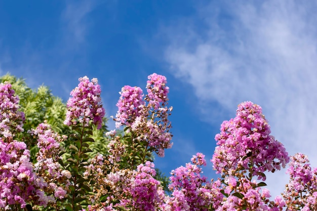 Ramas florecientes del árbol de Júpiter