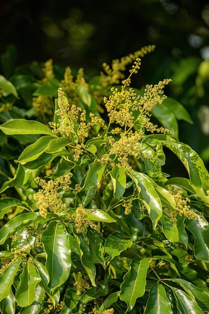 Ramas florecientes del árbol de mango