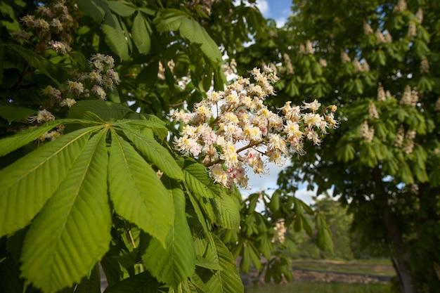 Ramas florecientes del castaño Castanea sativa