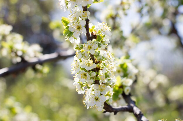 Ramas florecientes de la cereza. Arboles florales de gran plpnom primavera.