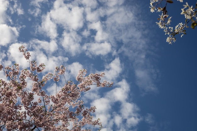 Ramas florecientes contra el cielo azul