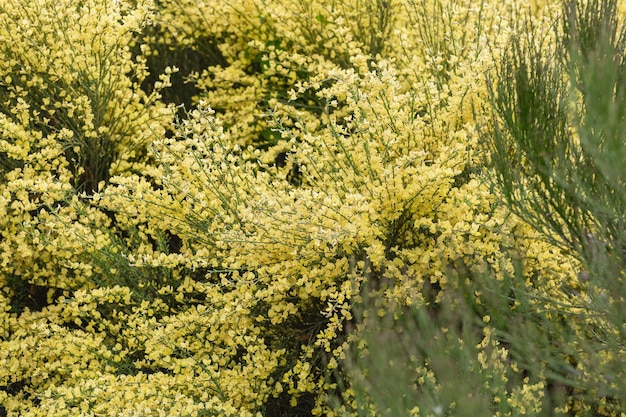 Ramas florecientes de escoba amarilla. Fondo de primavera con plantas con flores rosas