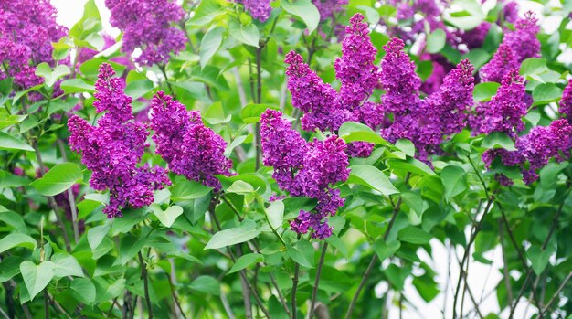 Ramas florecientes lilas Enfoque selectivo