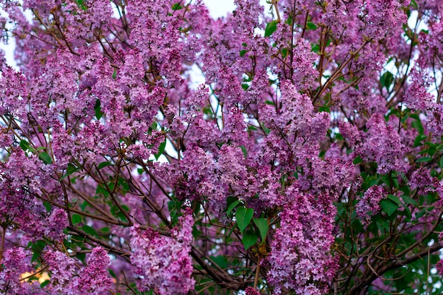 Ramas florecientes lilas en el jardín