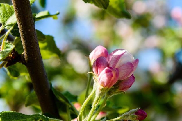 Ramas florecientes del manzano en primavera