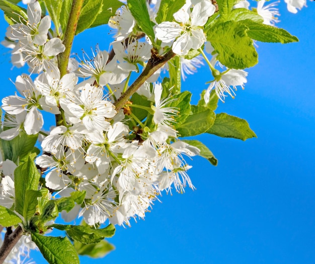 Ramas florecientes en primavera