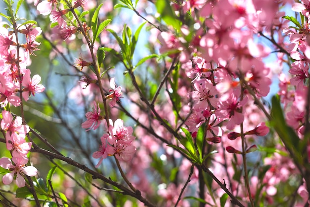 Ramas florecientes rosadas con hojas verdes