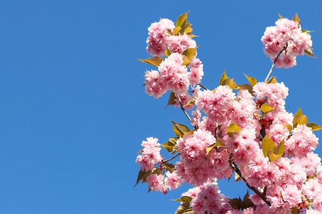 Foto ramas florecientes de sakura o cerezo contra el cielo azul fondo floral de primavera espacio de copia