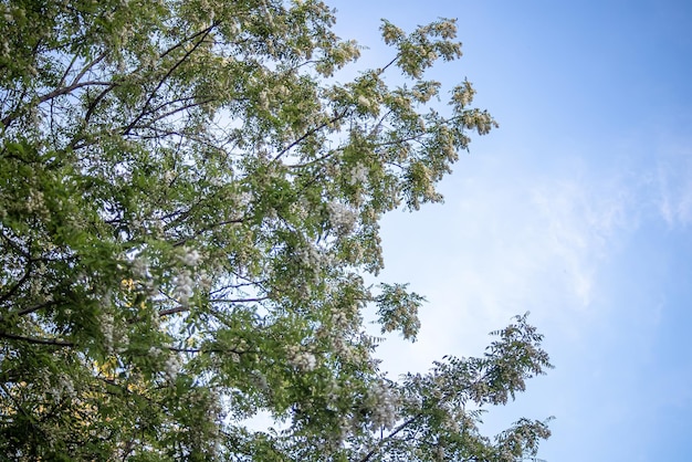 Ramas con flores blancas árbol acacia contra el cielo azul Racimos florecientes de acacia