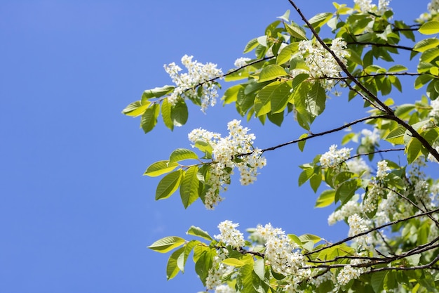 Ramas con flores blancas de cerezo de pájaro de cerca