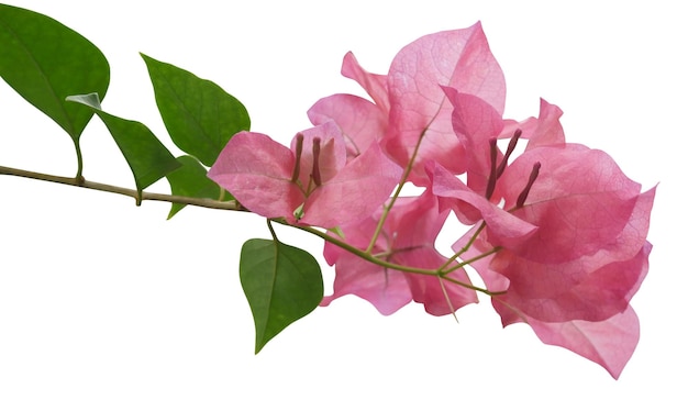 Las ramas de flores de bougainvillea rosadas en flor sobre un fondo blanco