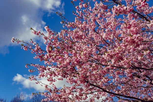 Ramas de flores de cerezo en un cielo nublado soleado azul