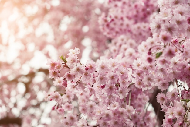 Ramas de flores de cerezo de primavera en la luz del sol