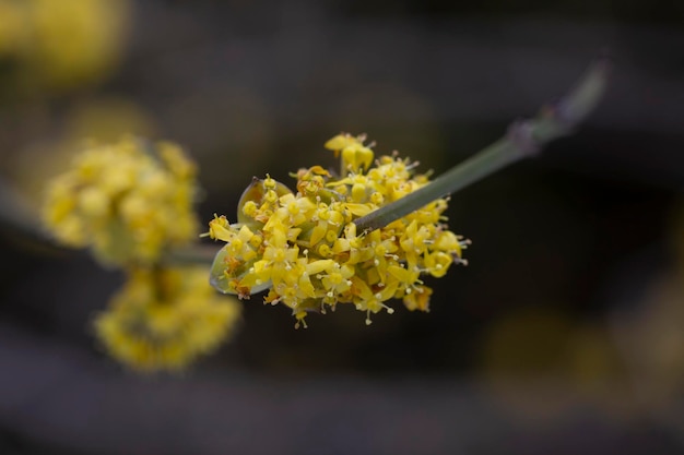 Ramas con flores de cornel europeo Cornus mas a principios de la primavera Cerezo de cornalina Cornel europeo o cornejo de cereza de cornalina Cornus mas flovering Flores de principios de primavera en hábitat natural