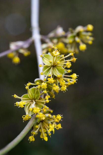 Ramas con flores de cornel europeo Cornus mas a principios de la primavera Cerezo de cornalina Cornel europeo o cornejo de cereza de cornalina Cornus mas flovering Flores de principios de primavera en hábitat natural