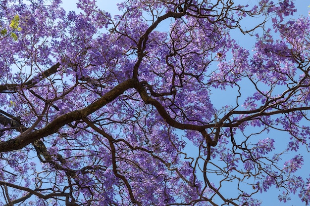 Foto ramas y flores de jacarandas con cielo azul de fondo