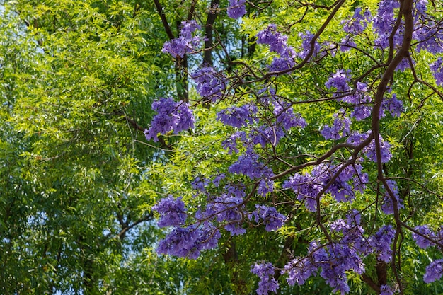 Ramas y flores de Jacarandas con cielo azul de fondo