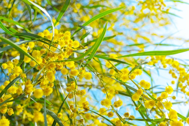 ramas y flores de mimosa enfocadas y desenfocadas