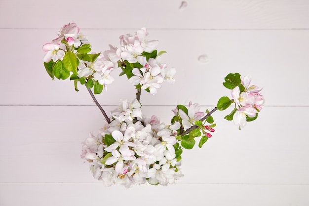 Ramas de flores de primavera con pétalos blancos.