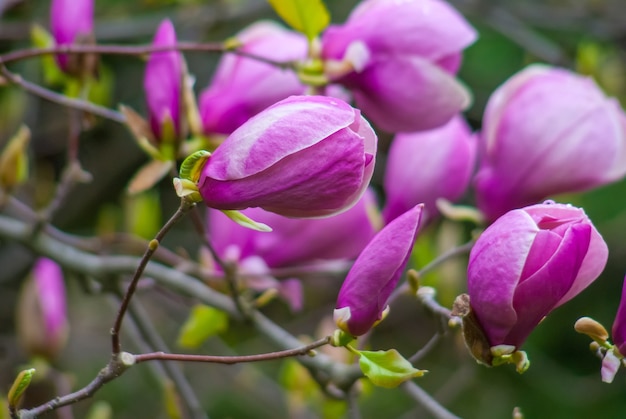 ramas de flores rosadas un árbol de magnolia floreciente en primavera.