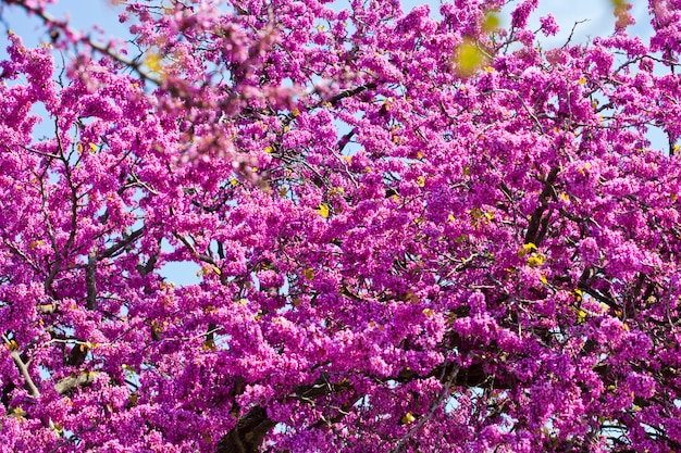 Ramas con flores rosadas frescas en la luz del sol de la mañana contra el cielo azul