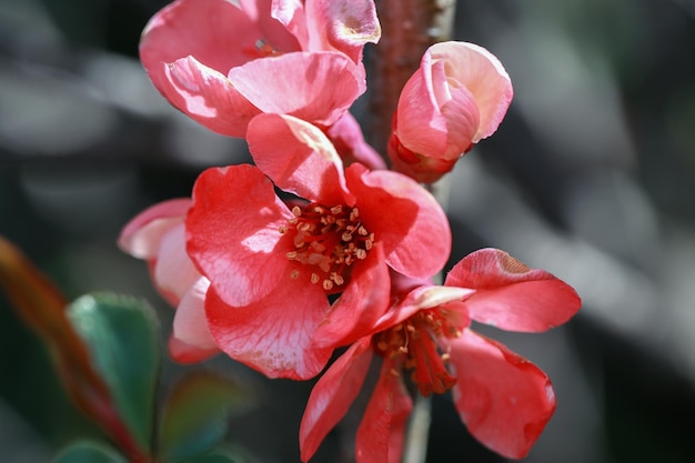 Ramas de flores rosadas