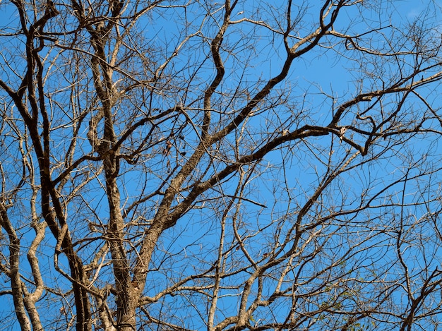 Ramas en el fondo de cielo azul