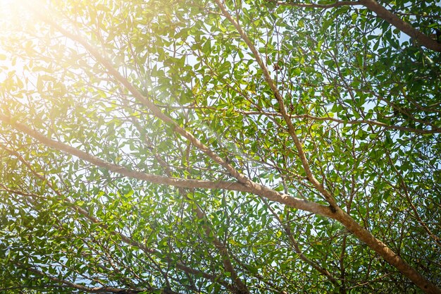 Ramas con fondo de naturaleza de hojas verdes jóvenes