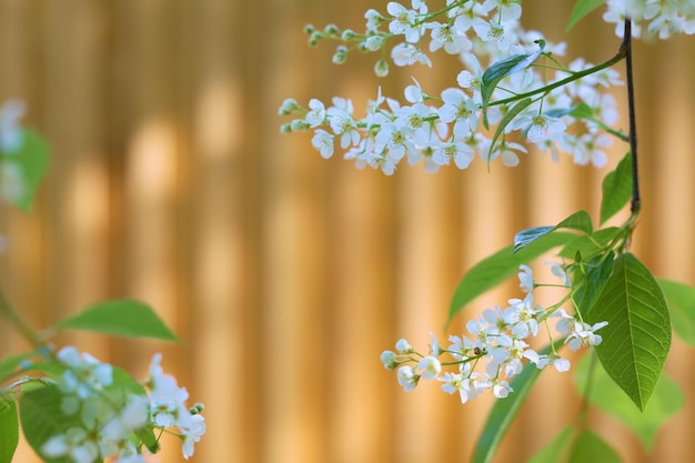 ramas de fotos y flores de cerezo para papel tapiz y diseñadores