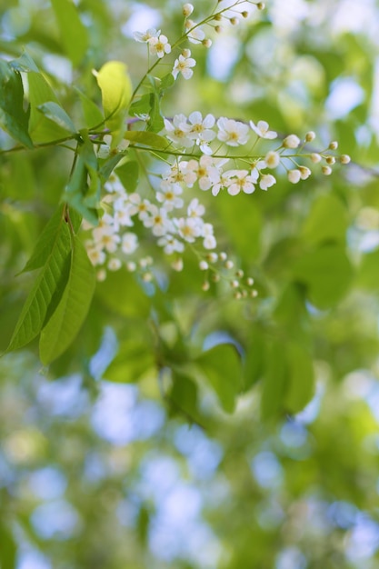 ramas de fotos y flores de cerezo para papel tapiz y diseñadores