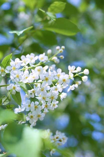 ramas de fotos y flores de cerezo para papel tapiz y diseñadores