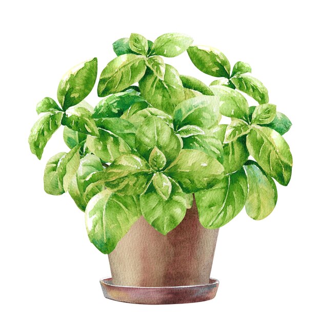 Ramas frescas de albahaca verde en acuarela de olla marrón pintadas aisladas en una ilustración de fondo blanco
