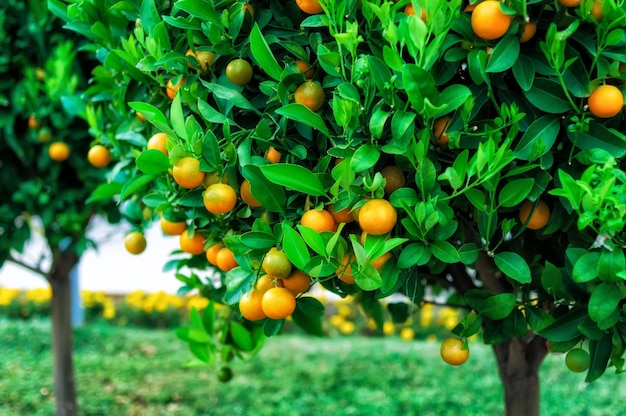 Ramas con los frutos de los árboles de mandarina Montenegro