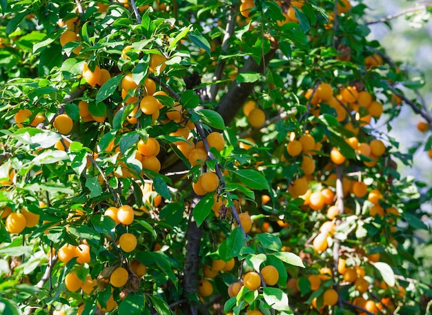 Ramas con frutos de ciruela cereza naranja